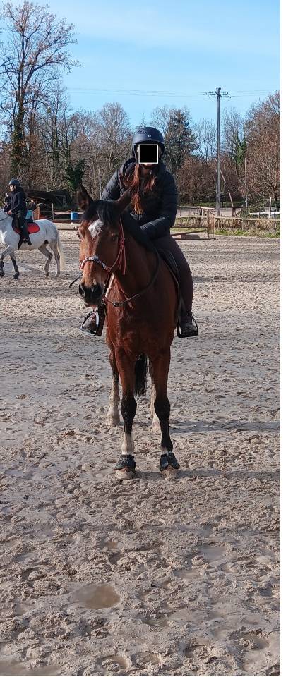 Cheval recherche famille 5*