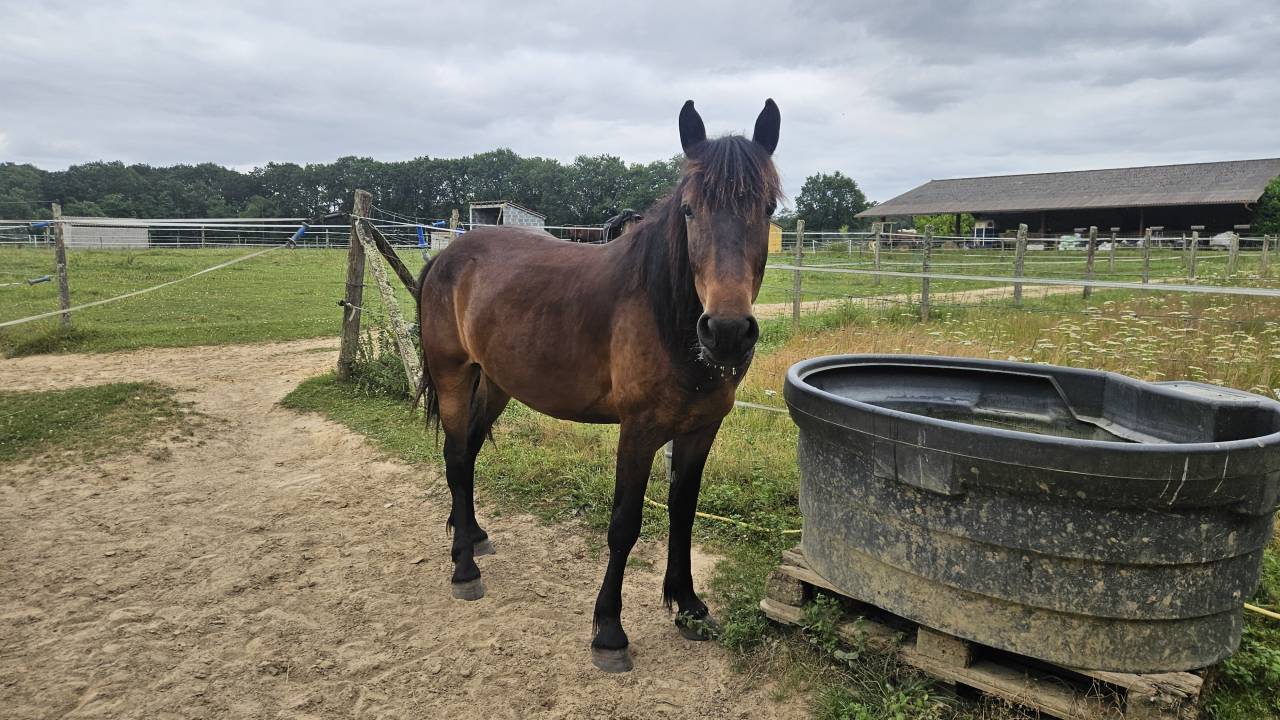 Castillonnais Hongre de 3 ans