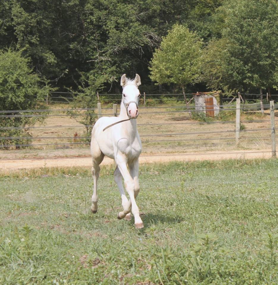 Poulain KWPN Palomino L&eacute;opard 