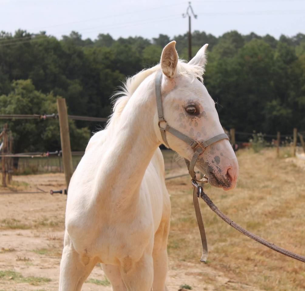 Poulain KWPN Palomino L&eacute;opard 