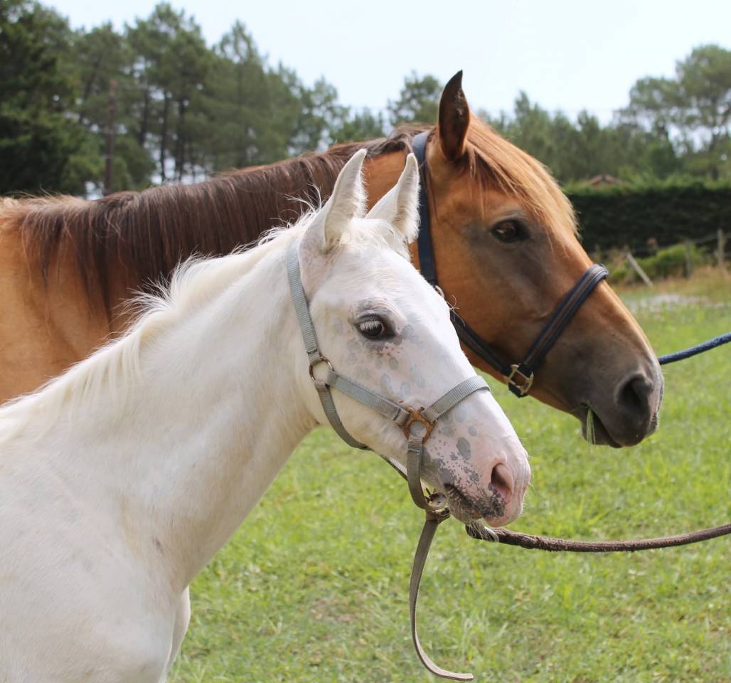 Poulain KWPN Palomino L&eacute;opard 