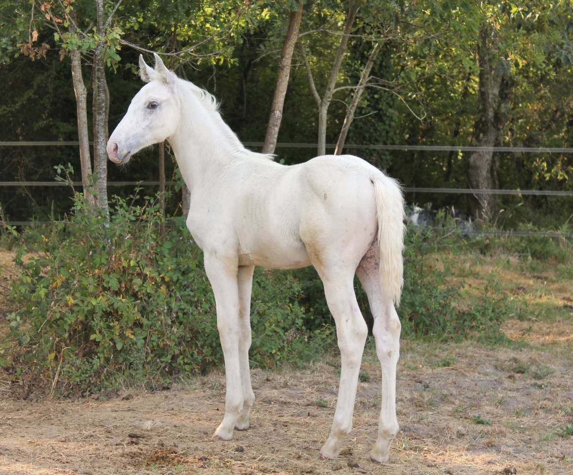 Poulain KWPN Palomino L&eacute;opard 