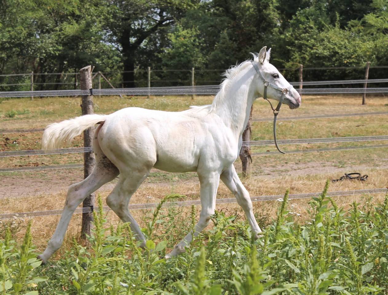 Poulain KWPN Palomino L&eacute;opard 