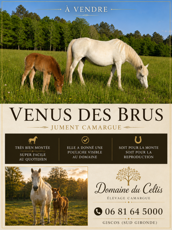 Jument Camargue