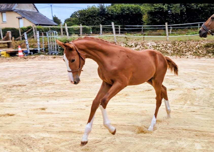 POULICHE SF souche 10/10 (Semilly x Riverland x d'Elle)