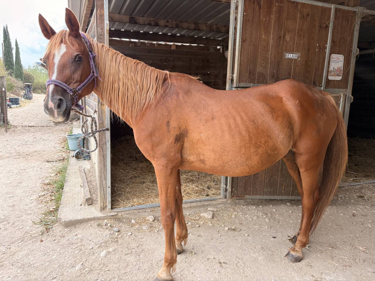 &Agrave; vendre jument retrait&eacute;e pour compagnie 