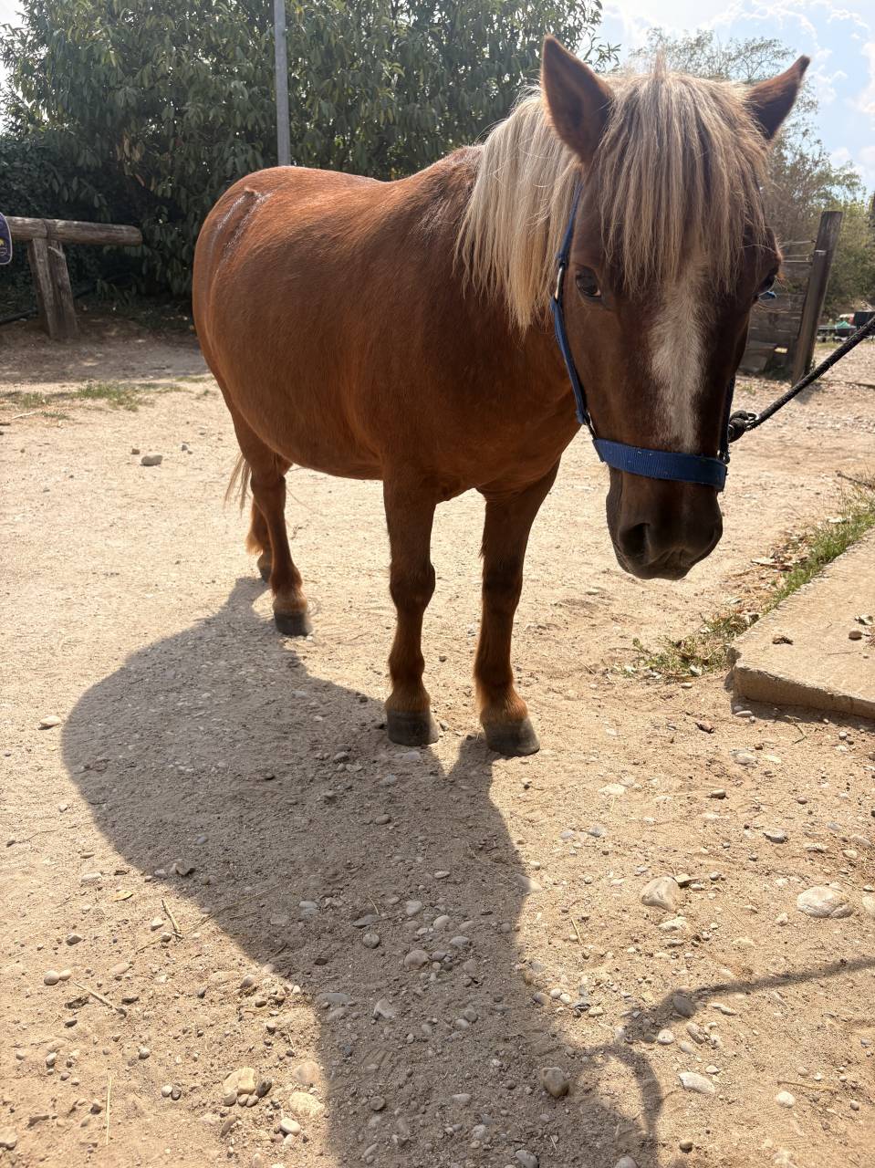 &Agrave; vendre shetland pour compagnie