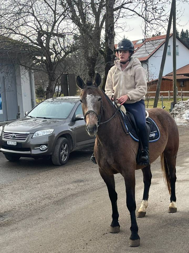 Jolie jument Franches-Montagnes grise 3 ans