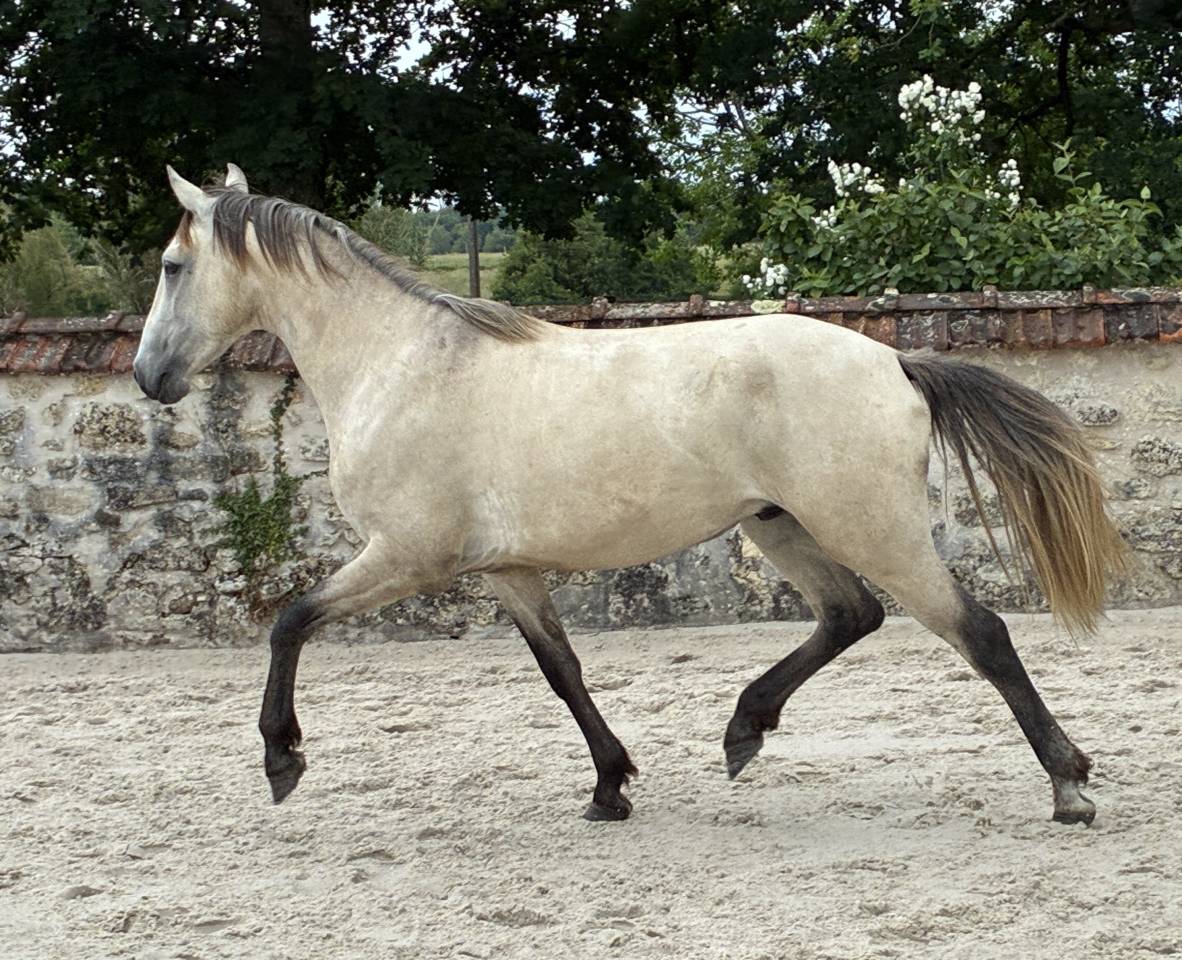 HONGRE LUSITANIEN 3 ans - d&eacute;bourr&eacute;