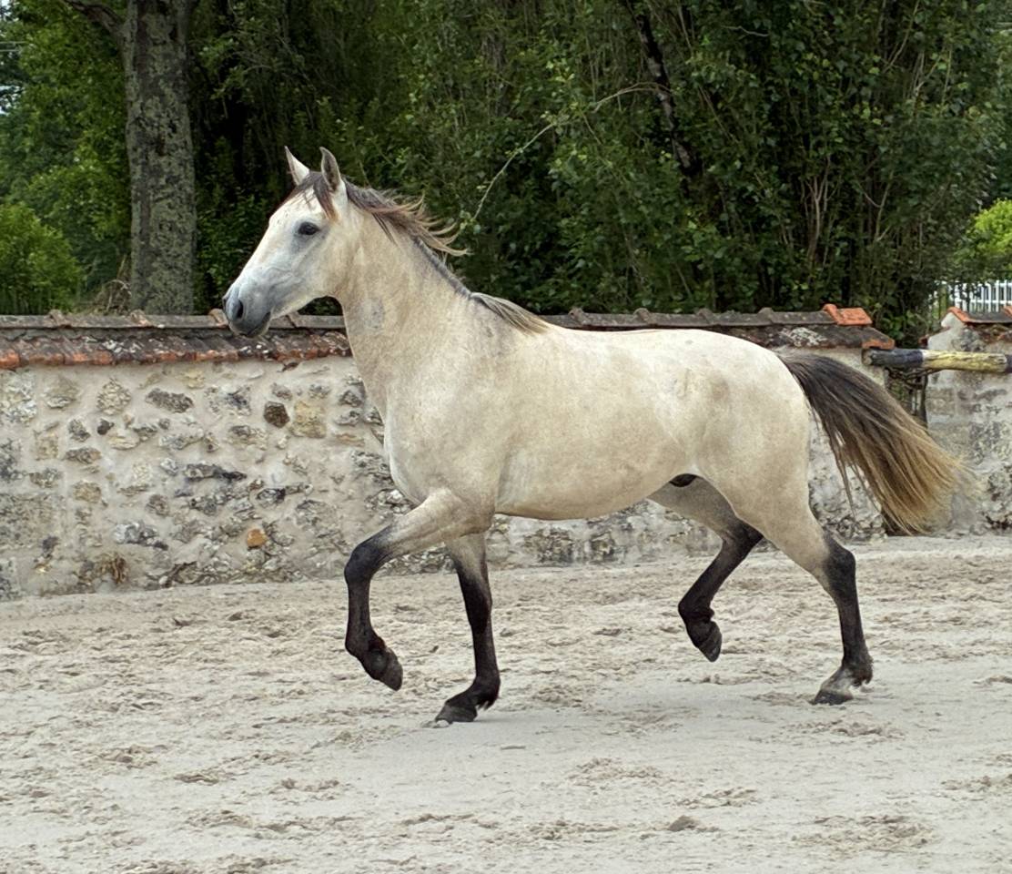HONGRE LUSITANIEN 3 ans - d&eacute;bourr&eacute;