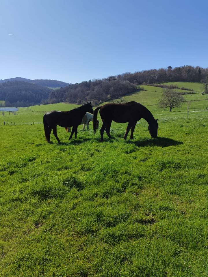 Pension au pr&eacute; 