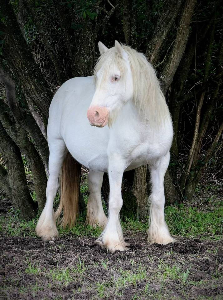 Jument Irish Cob 