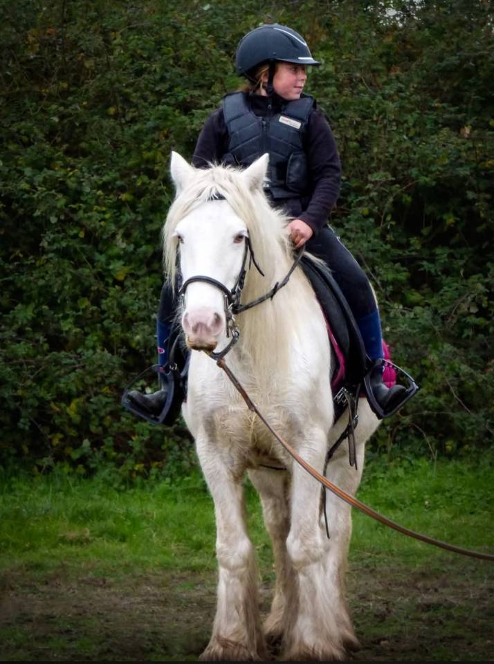 Jument Irish Cob 