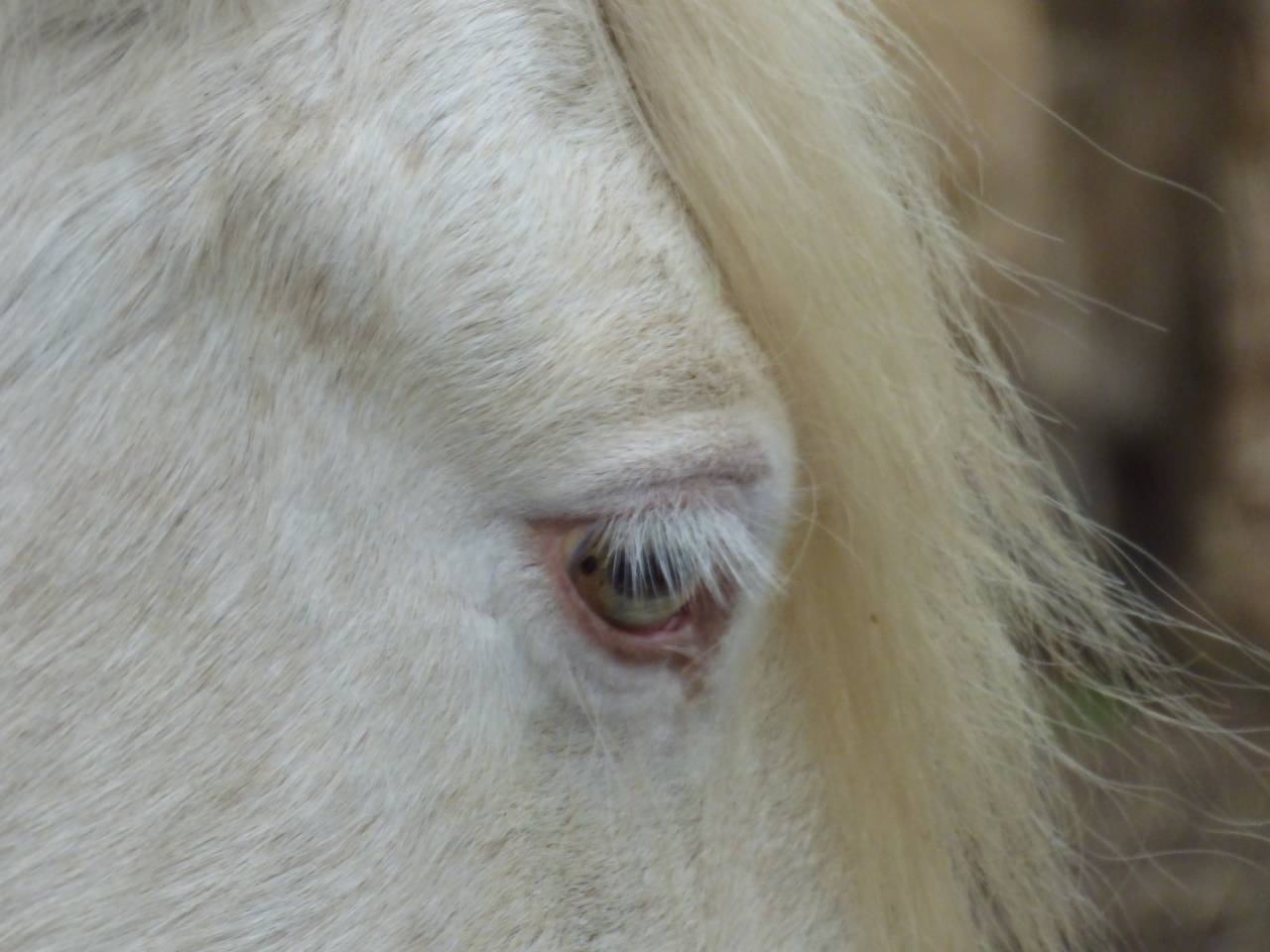 Jument Irish Cob 