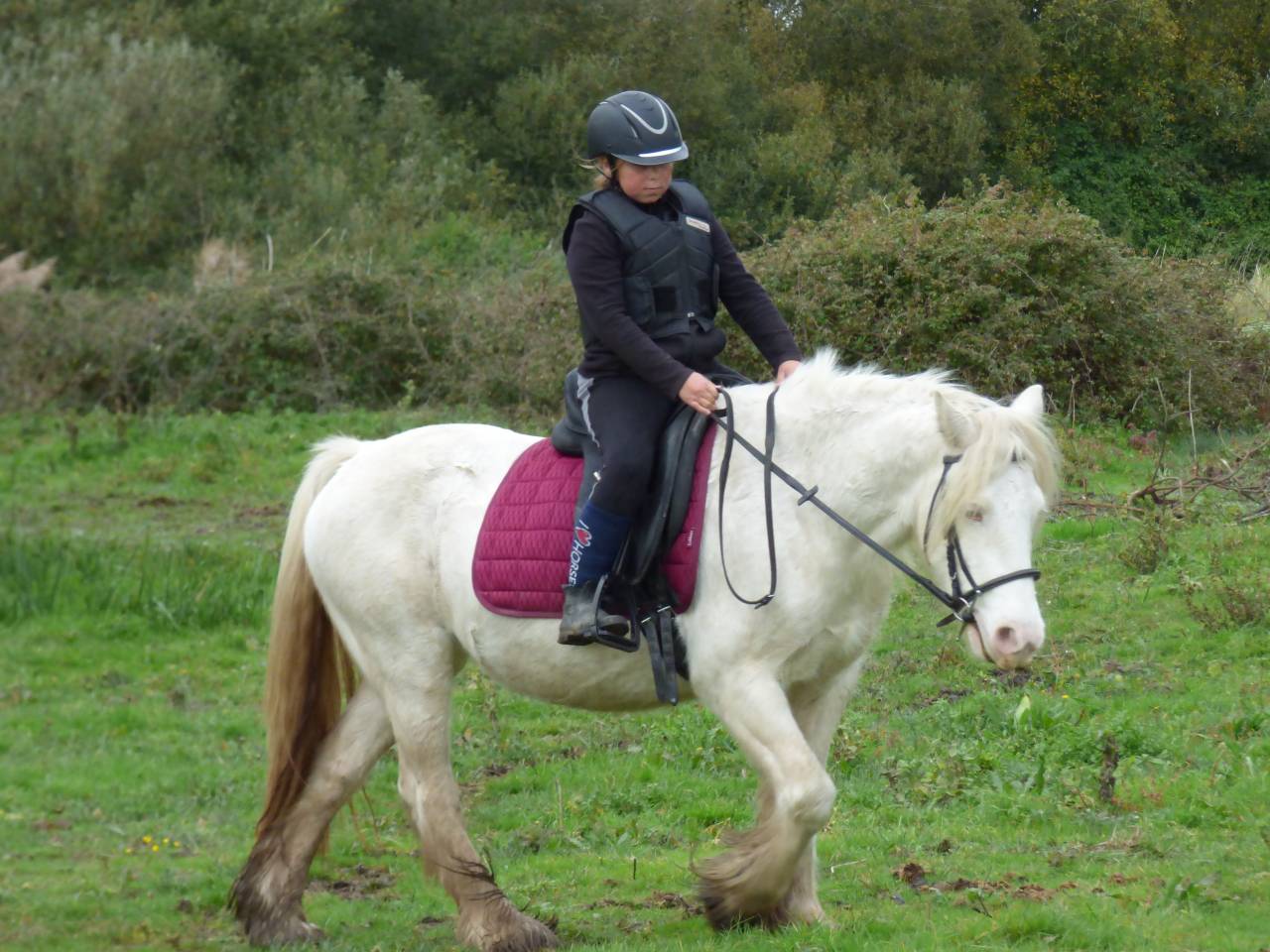 Jument Irish Cob 