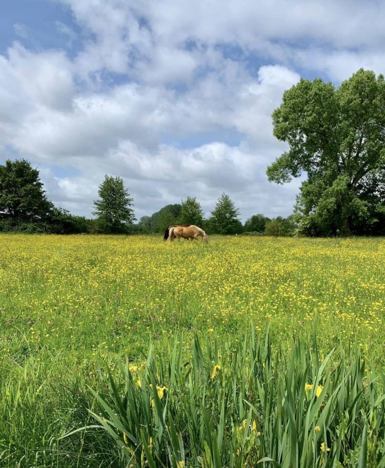 &Eacute;curie dressage 