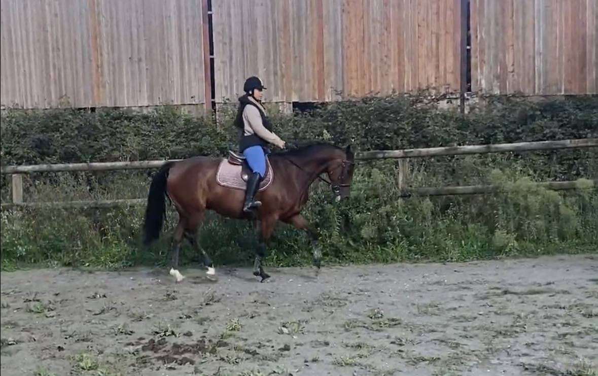 Cheval selle fran&ccedil;ais 