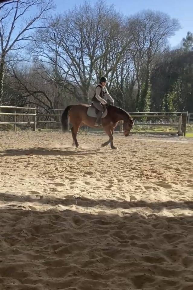 Cheval selle fran&ccedil;ais 
