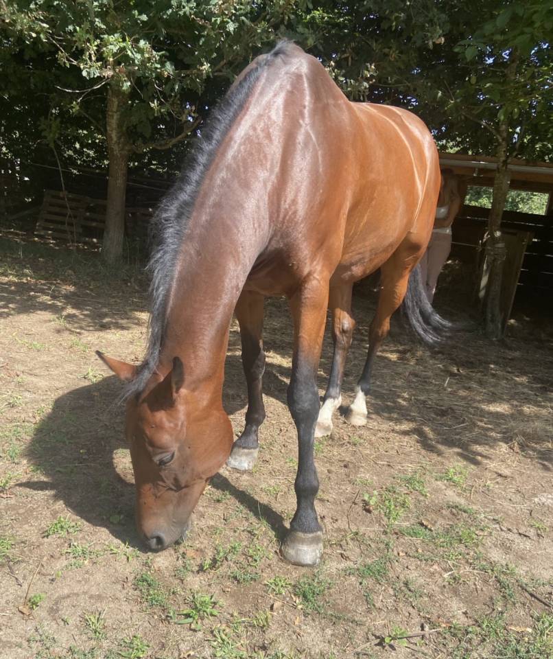 Cheval selle fran&ccedil;ais 