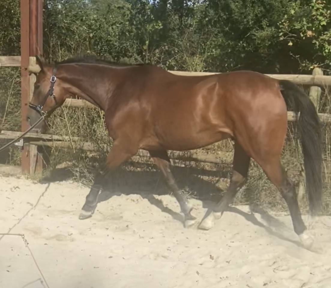Cheval selle fran&ccedil;ais 