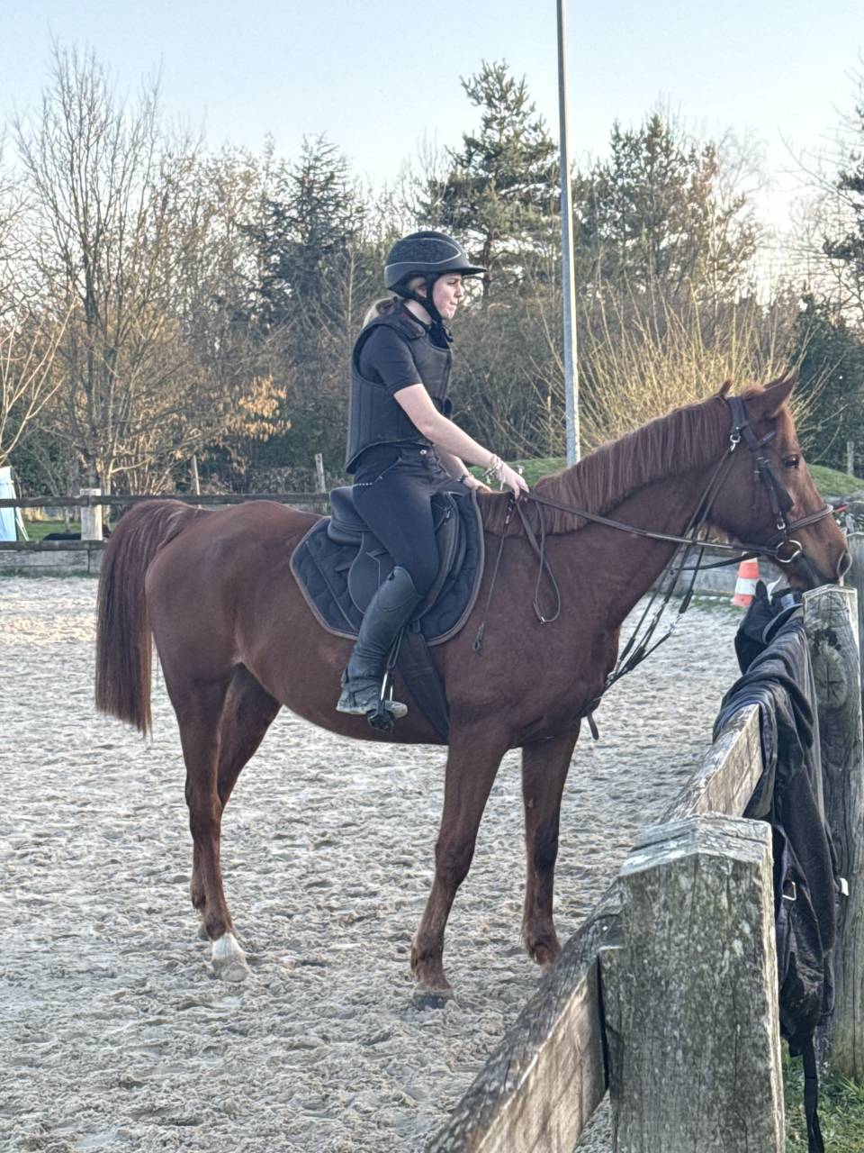 Cheval hongre de 12 ans 