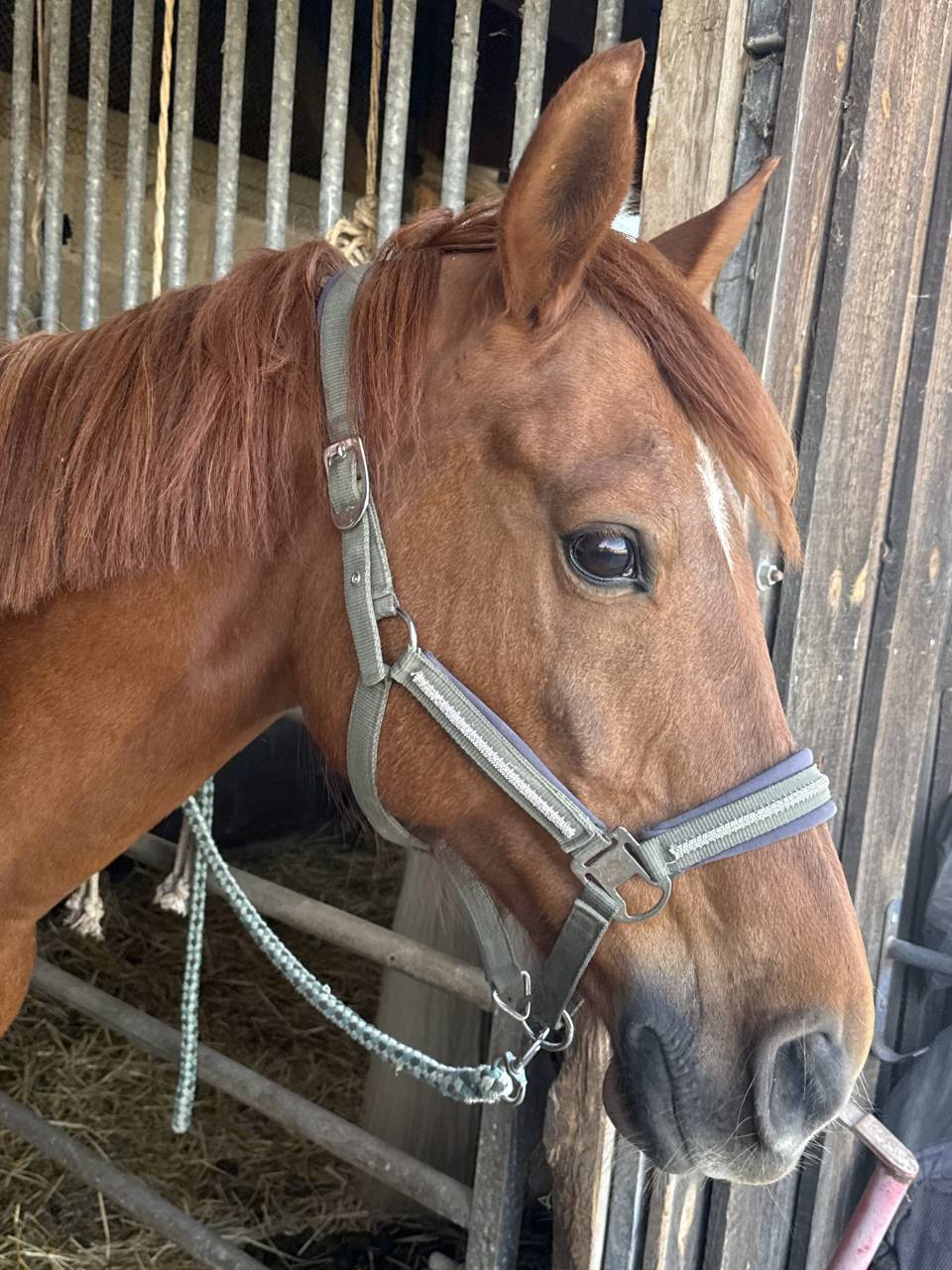 Cheval hongre de 12 ans 
