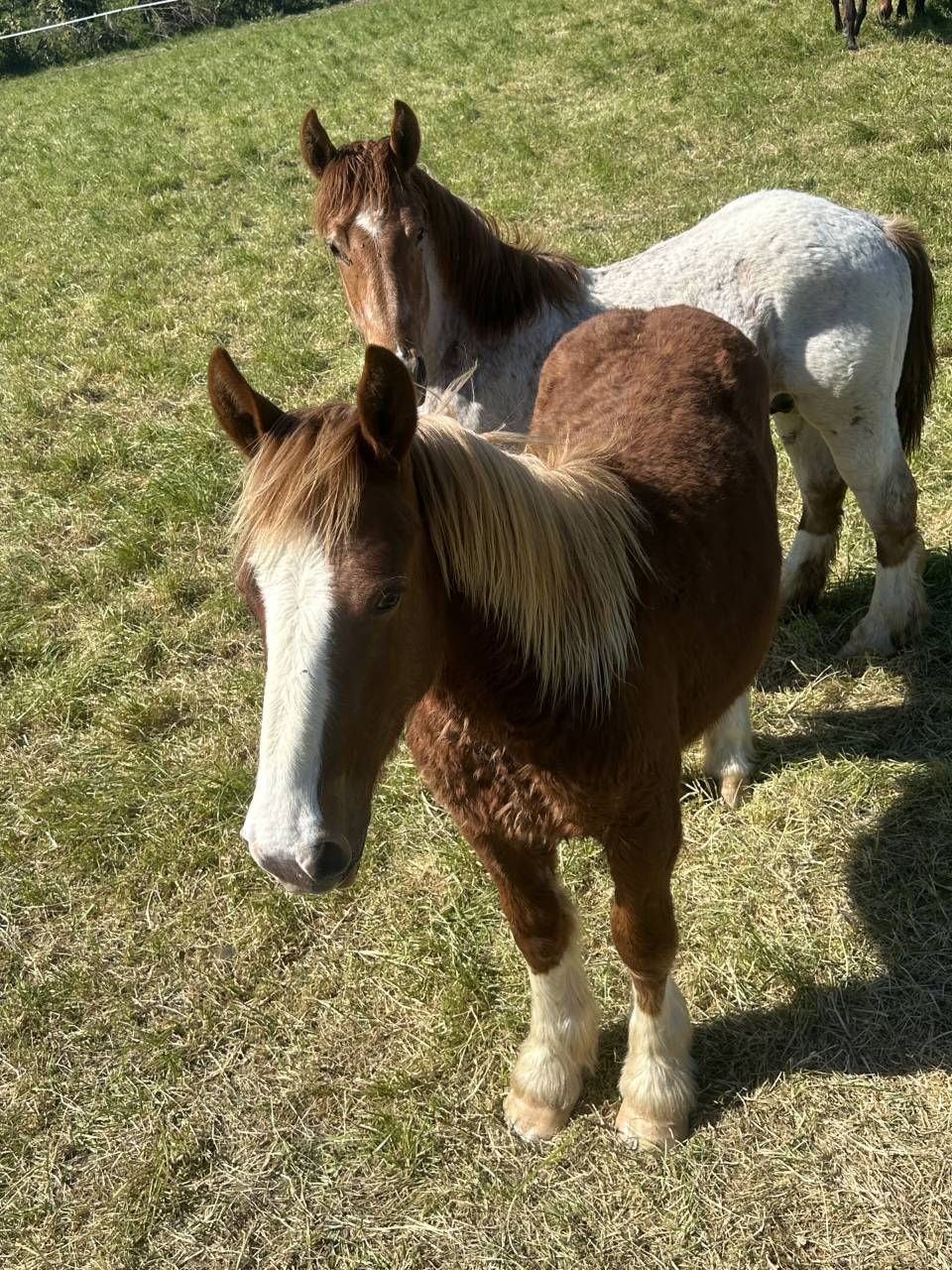 Poulain Breton pp