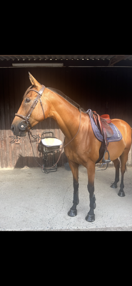 Cheval de loisirs 