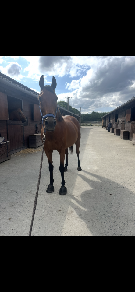 Cheval de loisirs 