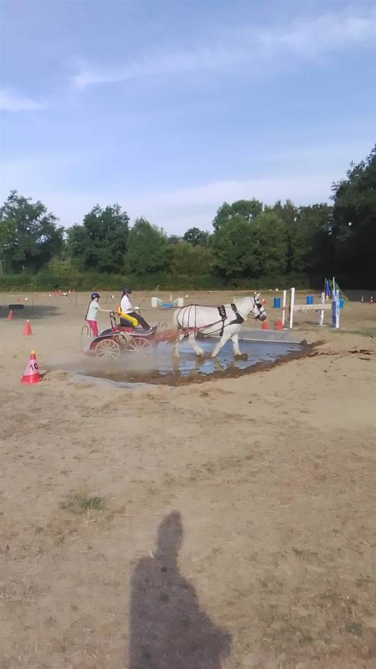 jument percheronne 13 ans 
