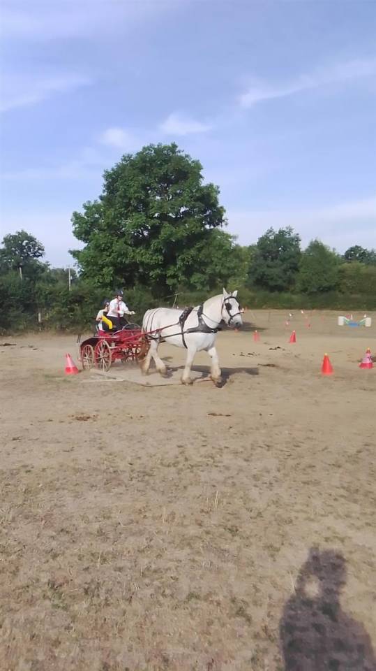 jument percheronne 13 ans 