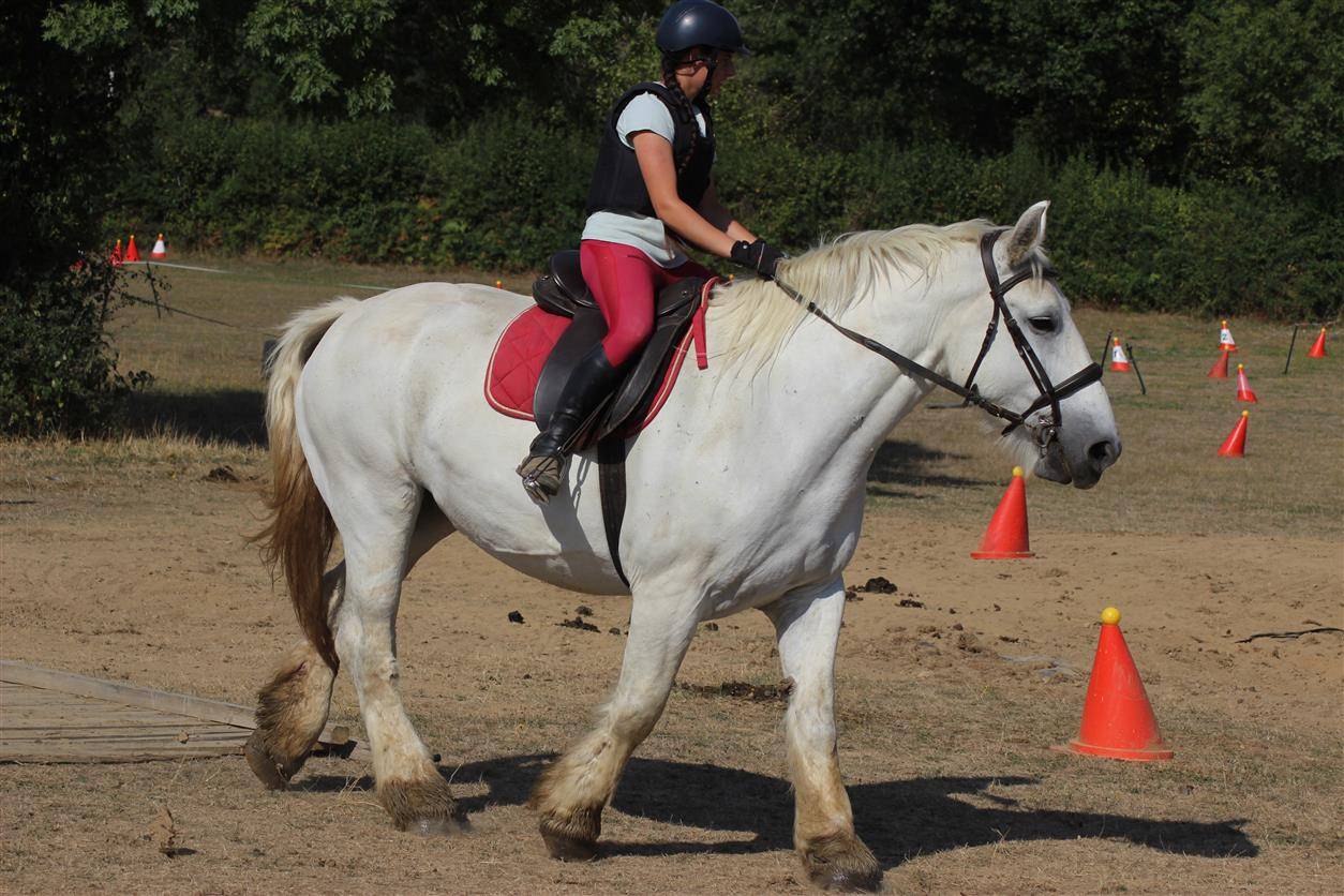 jument percheronne 13 ans 