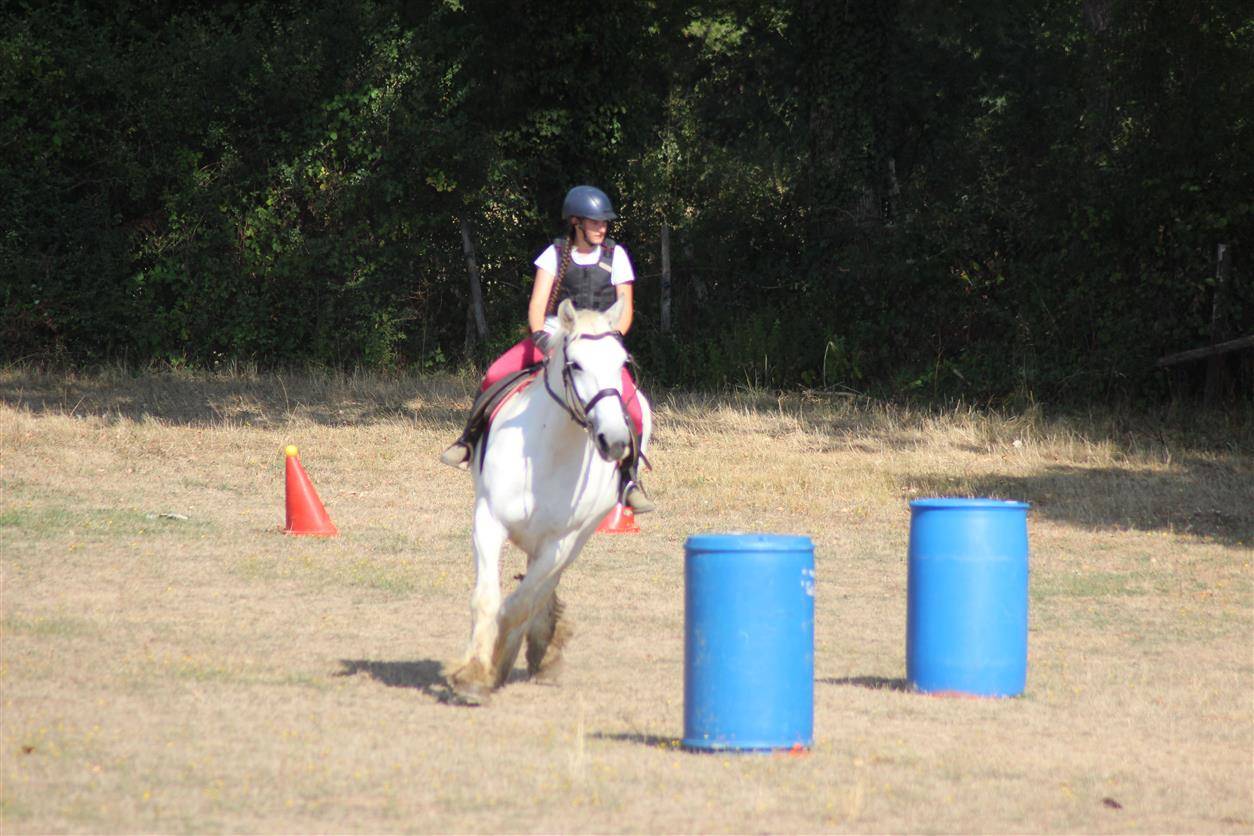 jument percheronne 13 ans 