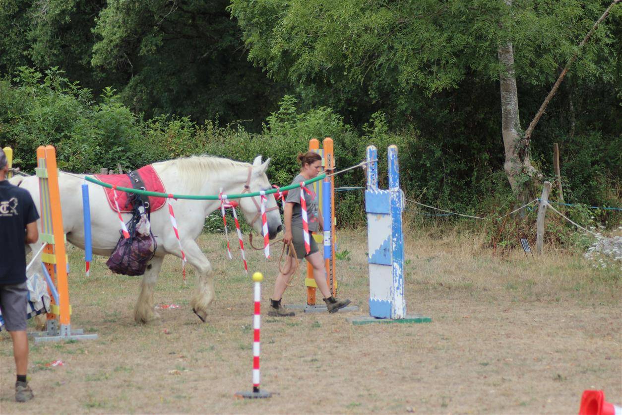 jument percheronne 13 ans 