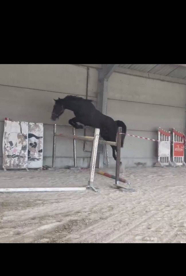 Cheval d&rsquo;exception 