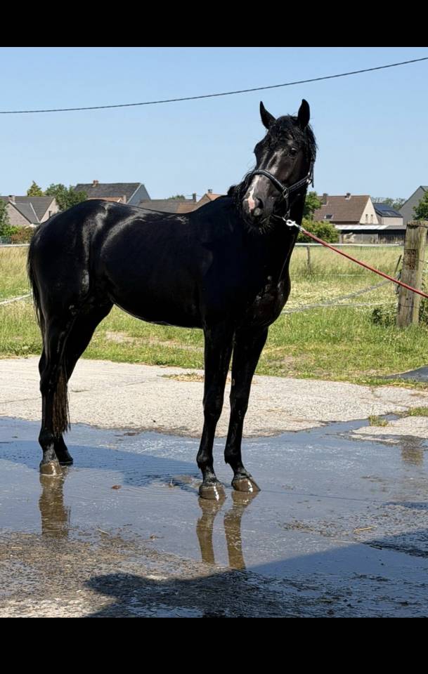 Cheval d&rsquo;exception 