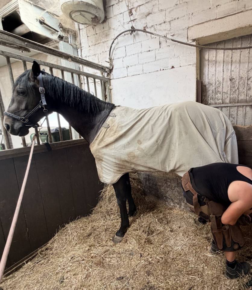Cheval d&rsquo;exception 