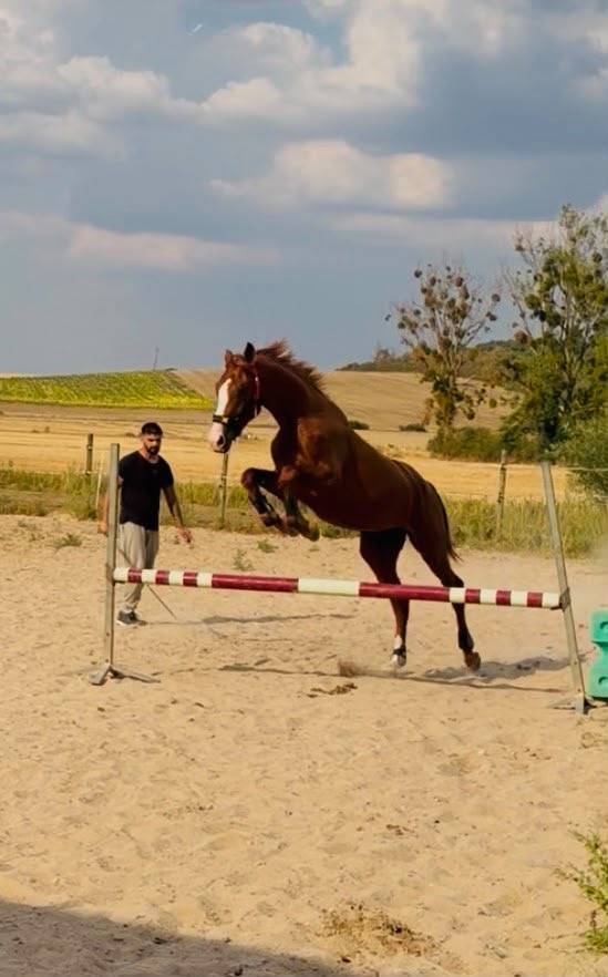 U2 VS | KWPN | &Eacute;TALON ENTIER | DRESSAGE & OBSTACLE