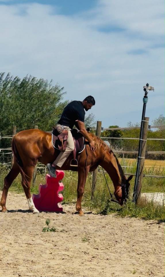 U2 VS | KWPN | &Eacute;TALON ENTIER | DRESSAGE & OBSTACLE