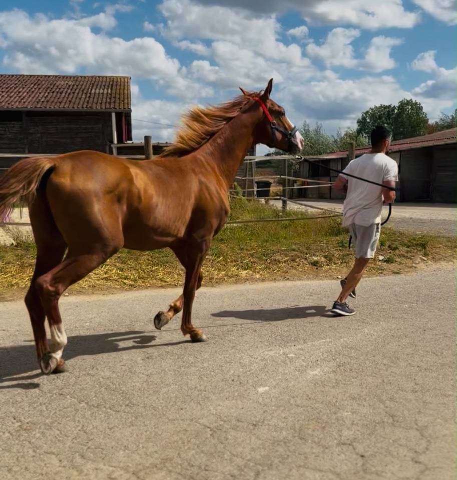 U2 VS | KWPN | &Eacute;TALON ENTIER | DRESSAGE & OBSTACLE