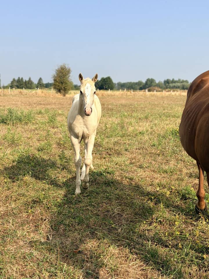     Poulain cr&egrave;me/palomino &ndash; r&eacute;servation ouverte