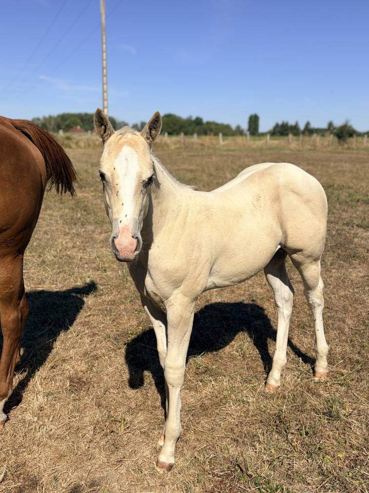     Poulain cr&egrave;me/palomino &ndash; r&eacute;servation ouverte