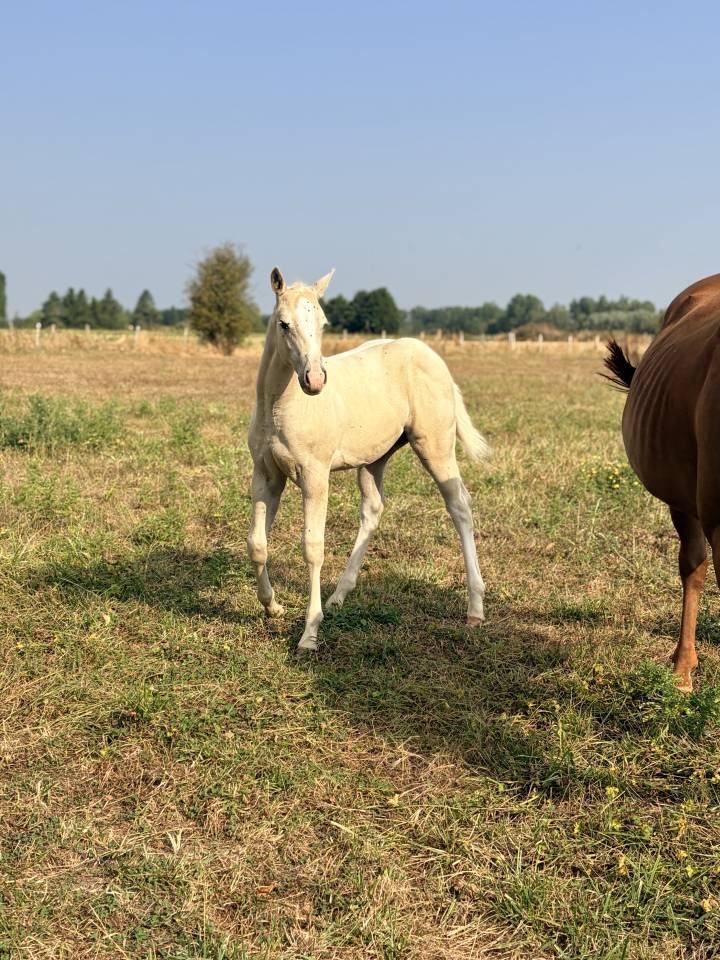     Poulain cr&egrave;me/palomino &ndash; r&eacute;servation ouverte