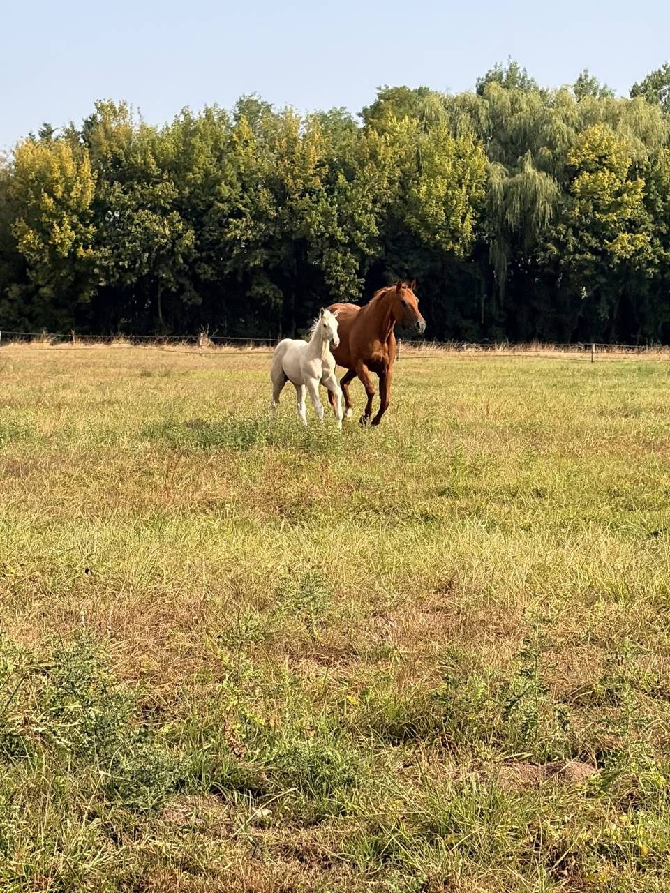     Poulain cr&egrave;me/palomino &ndash; r&eacute;servation ouverte