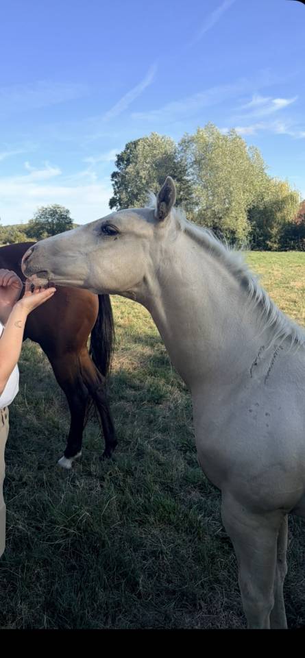     Poulain cr&egrave;me/palomino &ndash; r&eacute;servation ouverte
