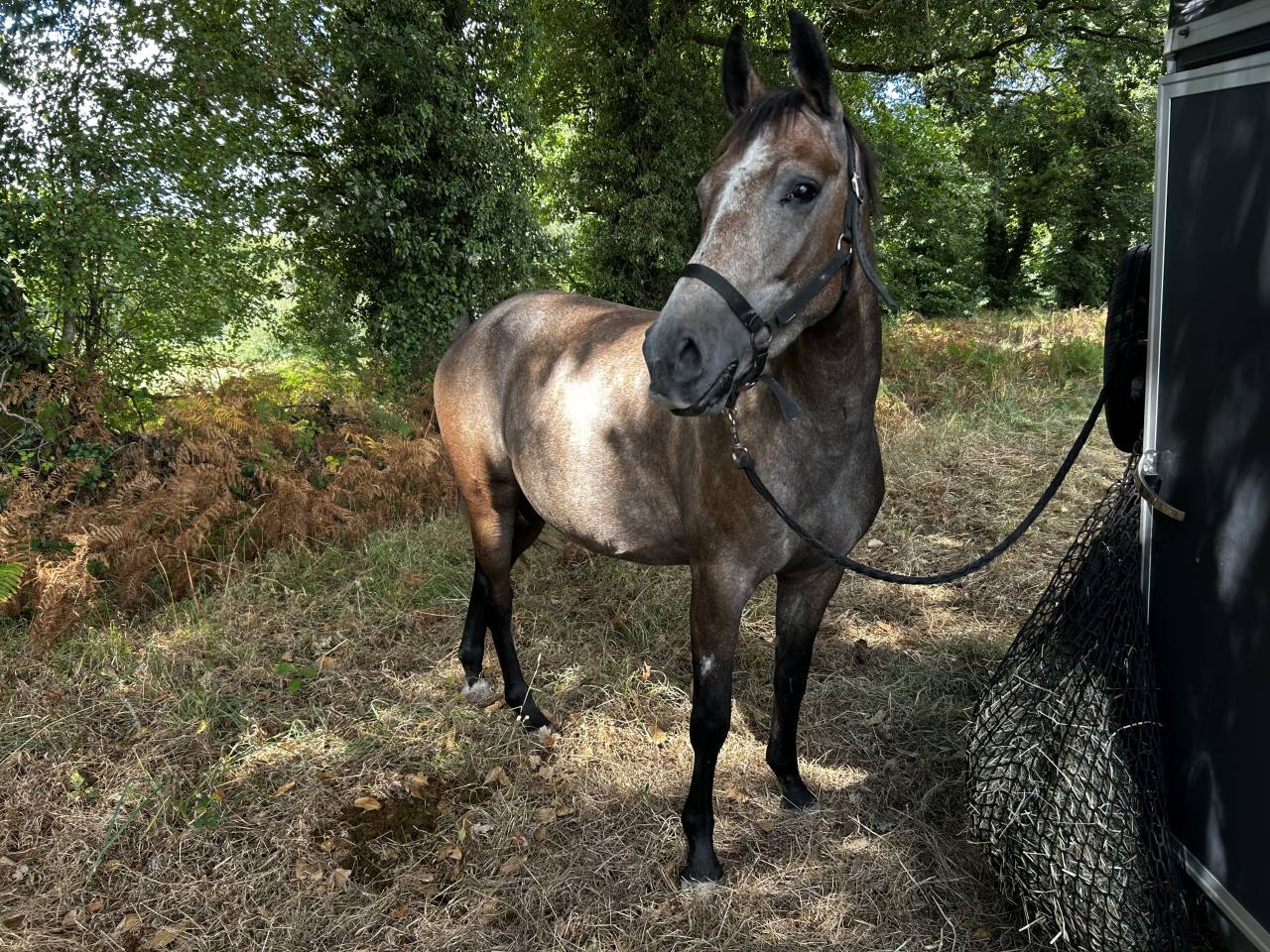 Jument selle fran&ccedil;ais 4 ans 