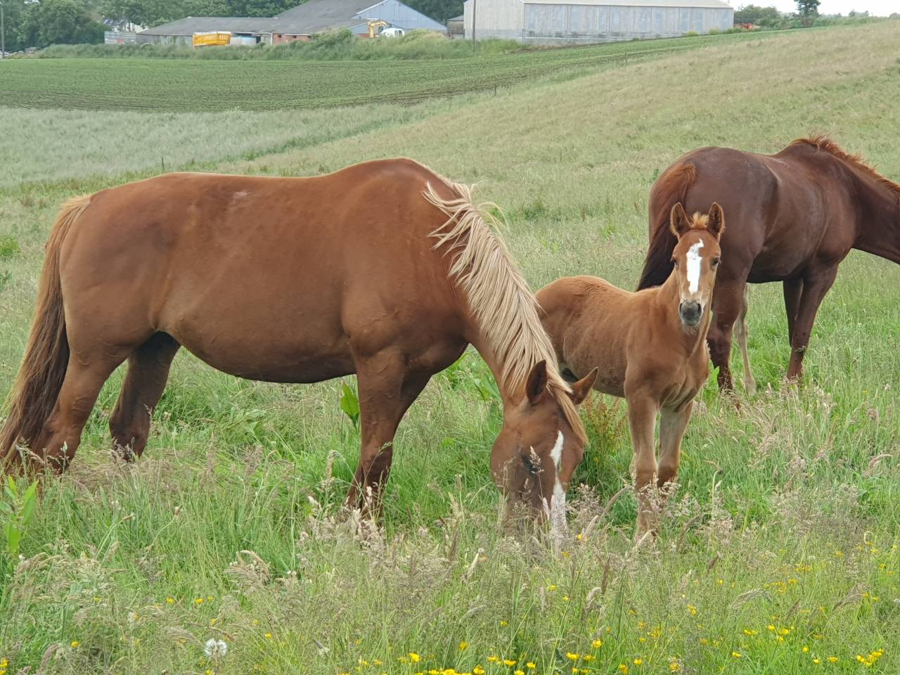 A vendre poulini&egrave;re 