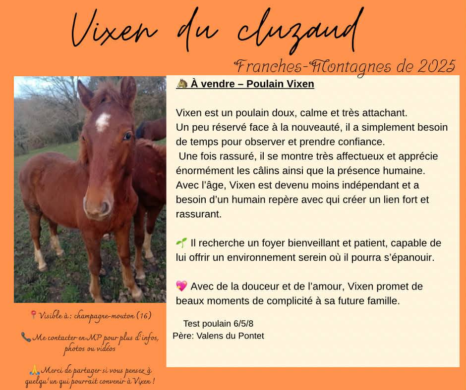 Franche montagne hongre 1 an