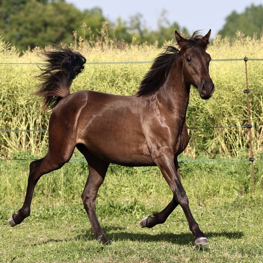 Pantera du Corval jolie pouliche PRE PP noire de 2025