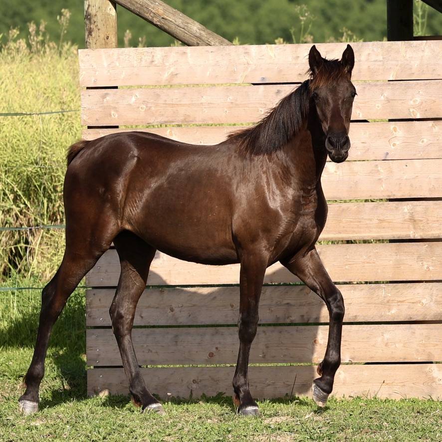 Pantera du Corval jolie pouliche PRE PP noire de 2025